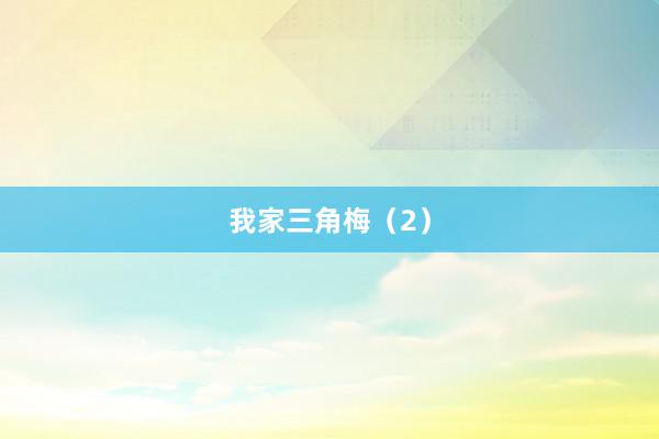 我家三角梅（2）